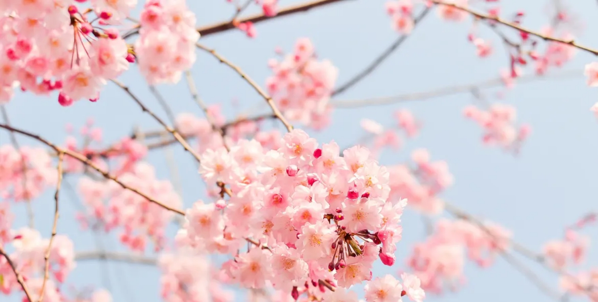 Cherry blossom Journal Métro