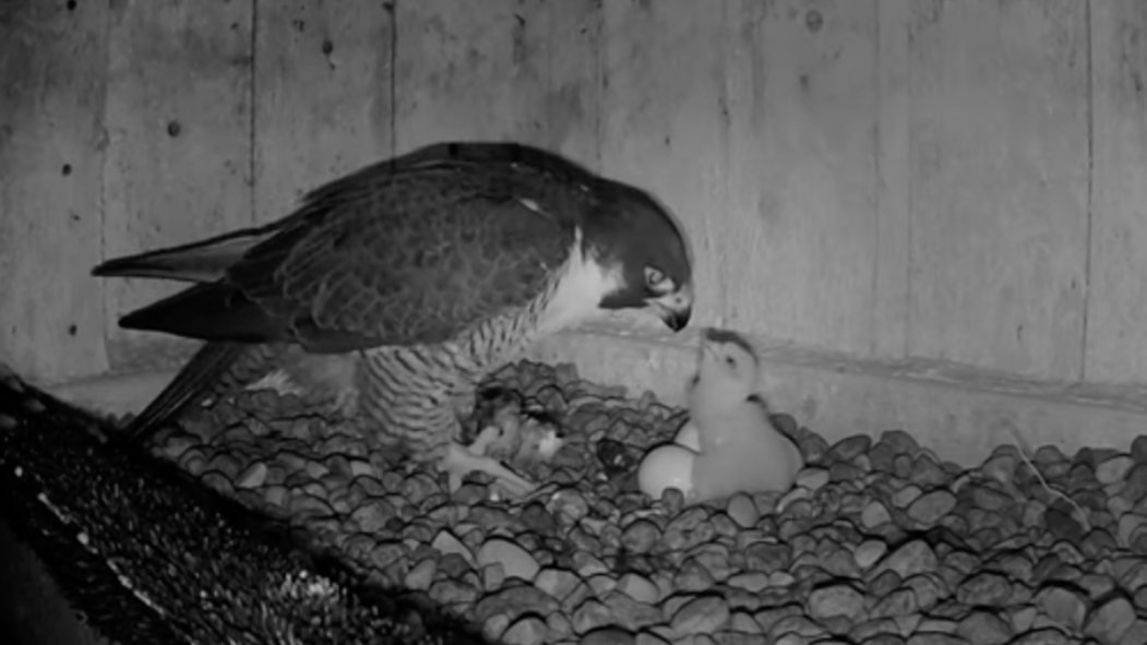 Un fauconneau nourri par son parent.