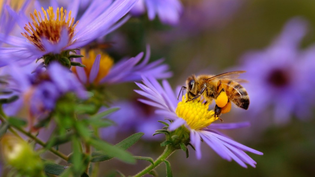 Une abeille qui butine pis qui est heureuse.