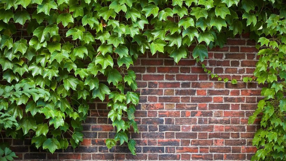 Des plantes grimpantes, des vignes sur un mur de brique