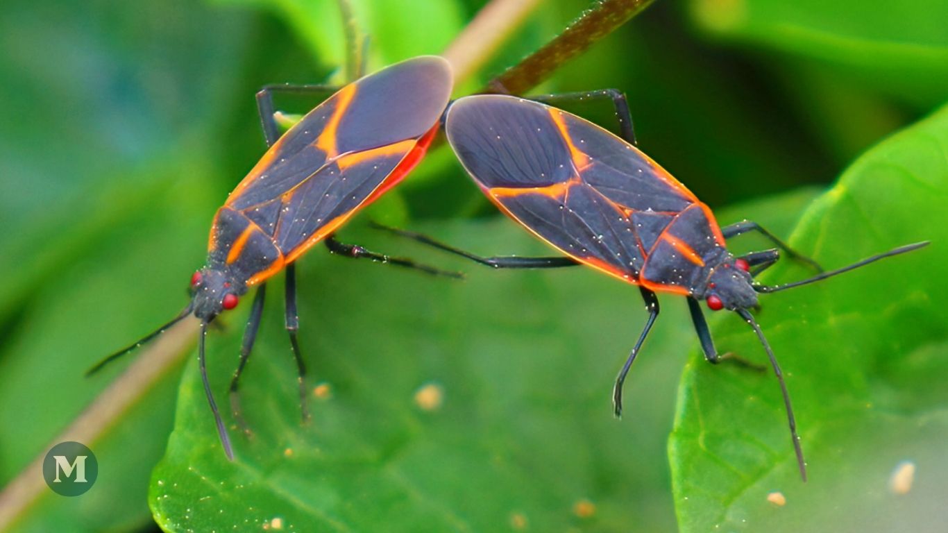 Deux punaises de l'érable négondo sur une feuille.