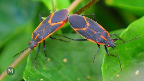 Deux punaises de l'érable négondo sur une feuille.