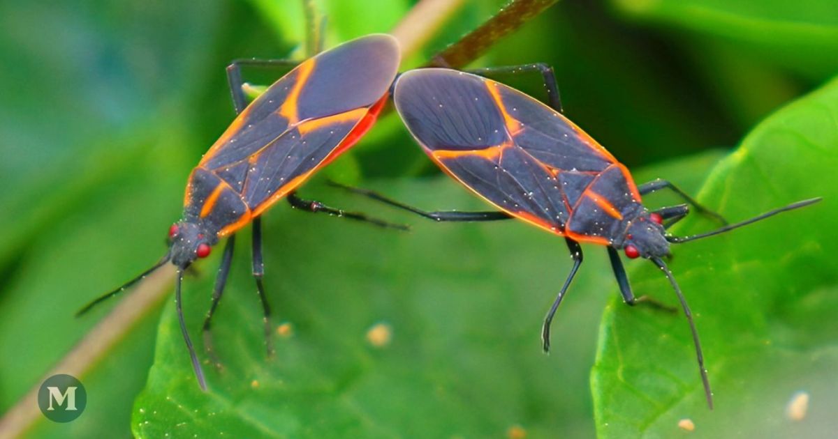 De grosses punaises rouges sur vos arbres? Pas d’inquiétude selon Beaconsfield