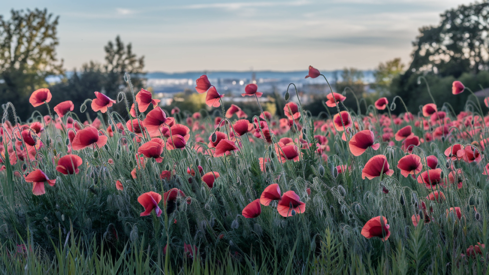 Image générée par l'IA montrant un champ de coquelicots