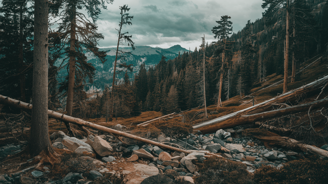 Une forêt où il y a eu une coupe forestière