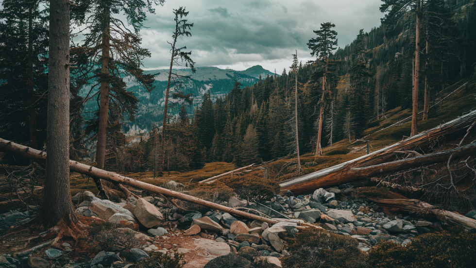 Une forêt où il y a eu une coupe forestière