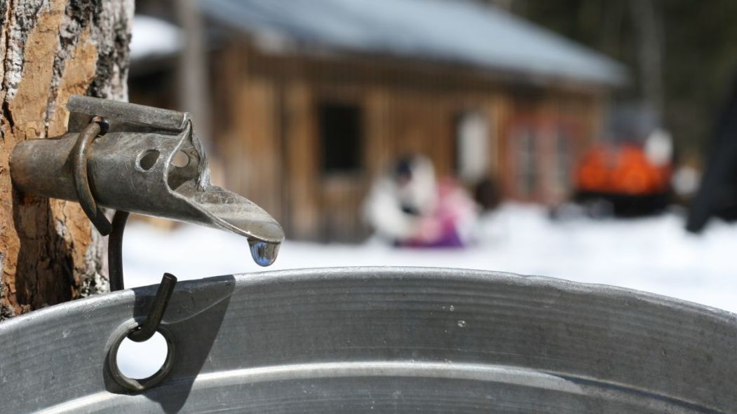 Gros plan sur une entaille dans un érable, avec un sceau pour recueillir l'eau. En arrière-plan, la cabane de l'Érablière Charbonneau.