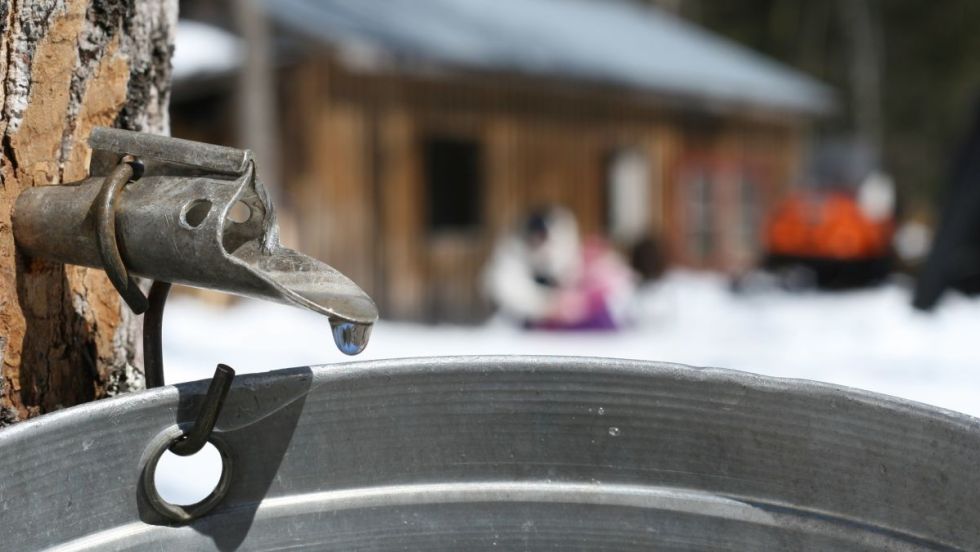 Gros plan sur une entaille dans un érable, avec un sceau pour recueillir l'eau. En arrière-plan, la cabane de l'Érablière Charbonneau.