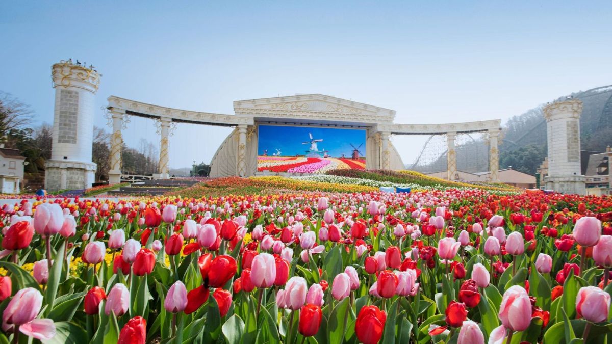 Une scène de spectacle au fond d'un champ de tulipes au parc d'attractions Everland, en Corée du Sud, où le Cirque Éloize présentera un spectacle inédit.