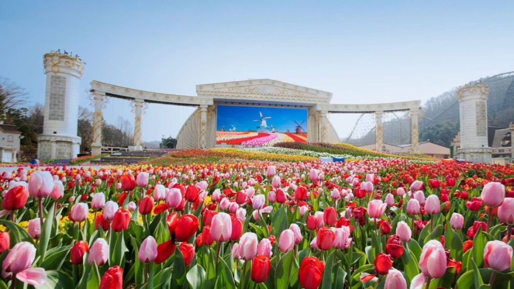 Une scène de spectacle au fond d'un champ de tulipes au parc d'attractions Everland, en Corée du Sud, où le Cirque Éloize présentera un spectacle inédit.