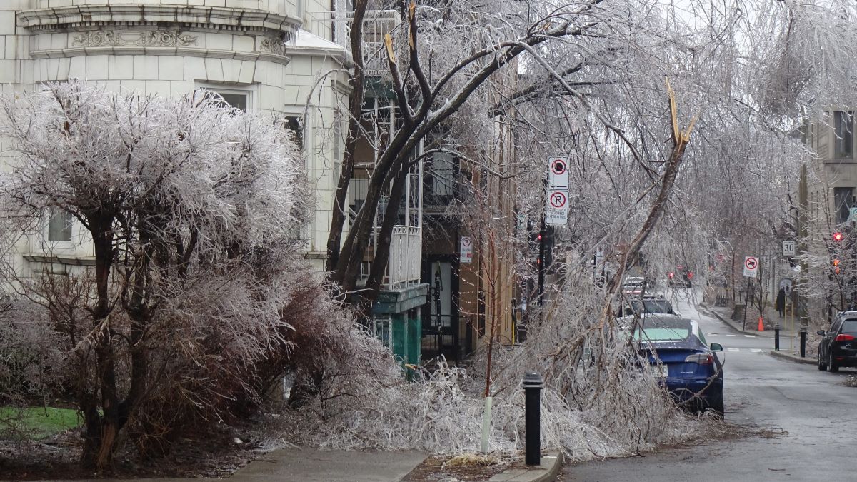 Des branches d'arbres couvertes de verglas jonchent le sol après la tempête de verglas survenue en mars 2026.