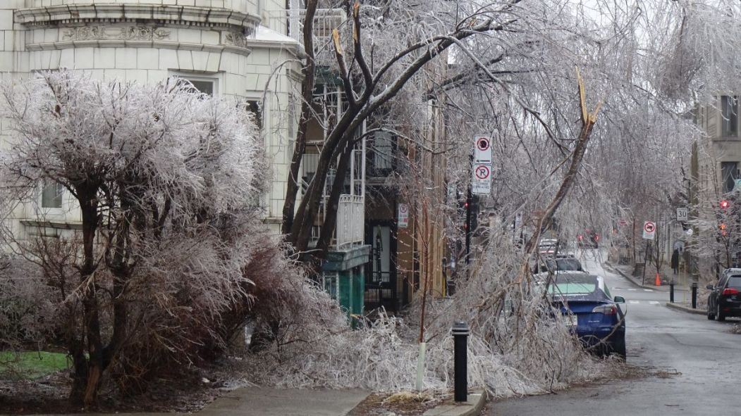 Des branches d'arbres couvertes de verglas jonchent le sol après la tempête de verglas survenue en mars 2026.