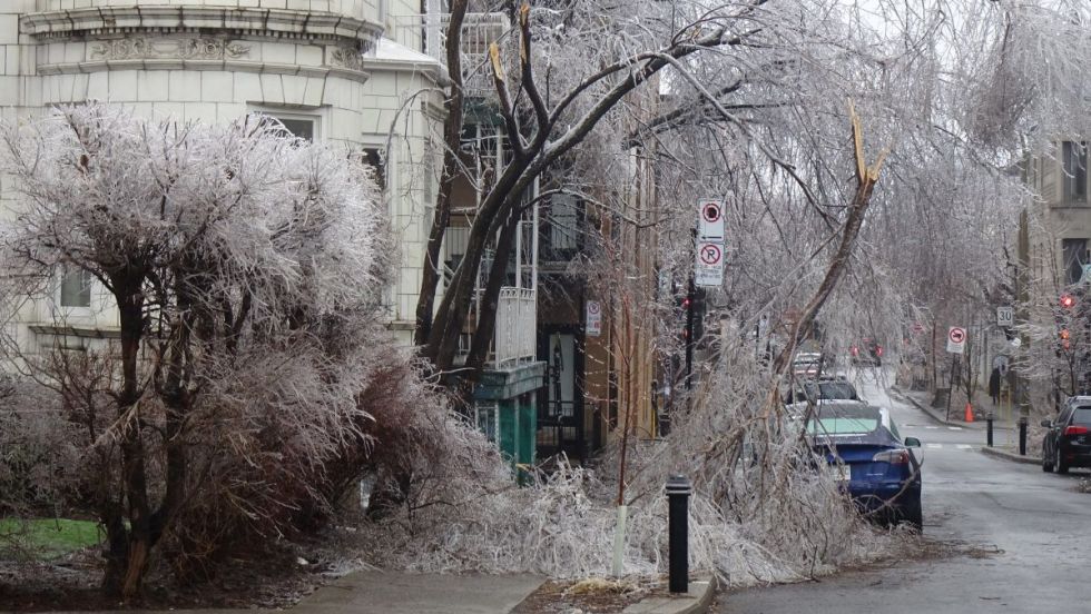 Des branches d'arbres couvertes de verglas jonchent le sol après la tempête de verglas survenue en mars 2026.