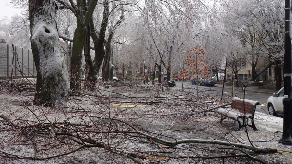Des branches d'arbres endommagées par une tempête de verglas jonchent le sol dans un parc de Montréal.