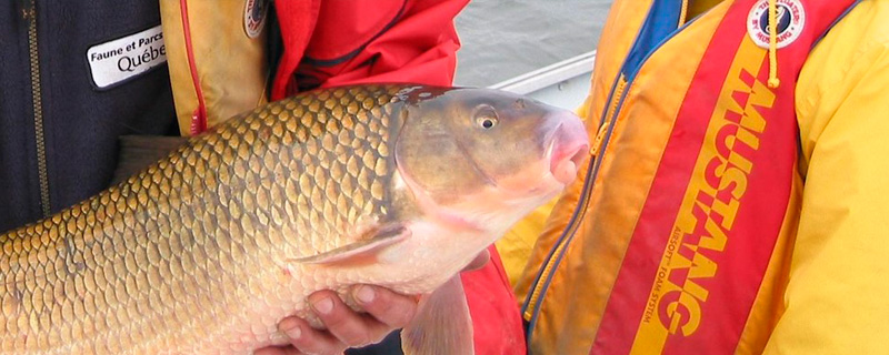 Un chercheur tient un chevalier cuivré, un poisson menacé.