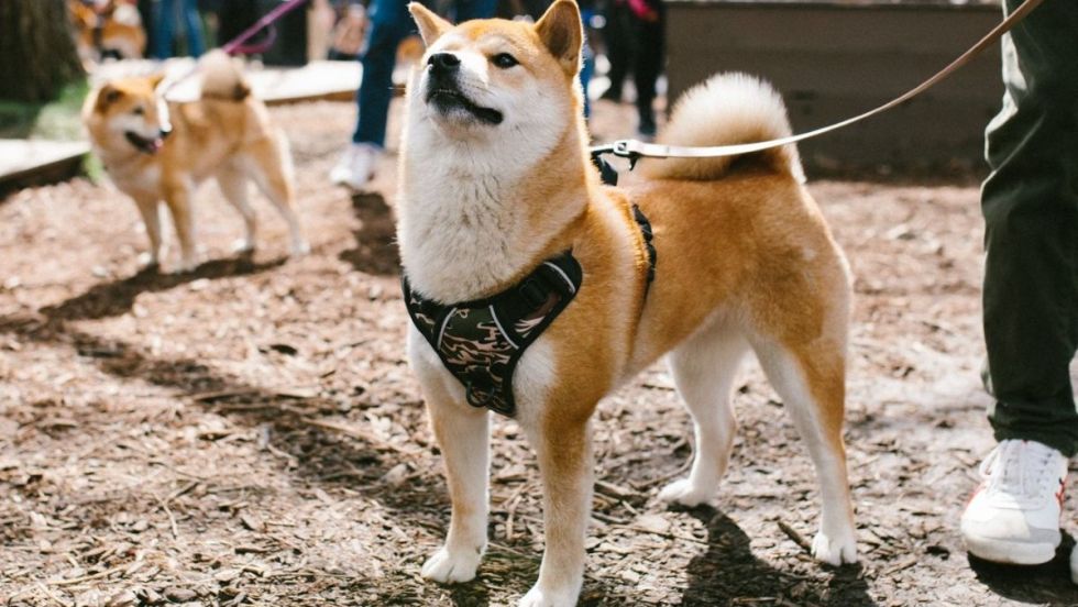 Un chien de type akita tenu en laisse lors d'un rassemblement de chiens japonais dans Côte-des-Neiges.