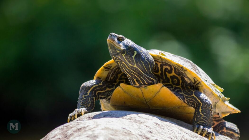 Une tortue géographique posée sur une roche.