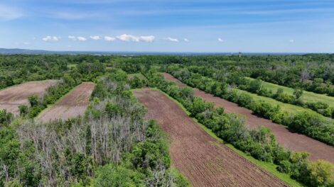 Des terres agricoles en friches entrecoupées de boisés à L'Île-Bizard.