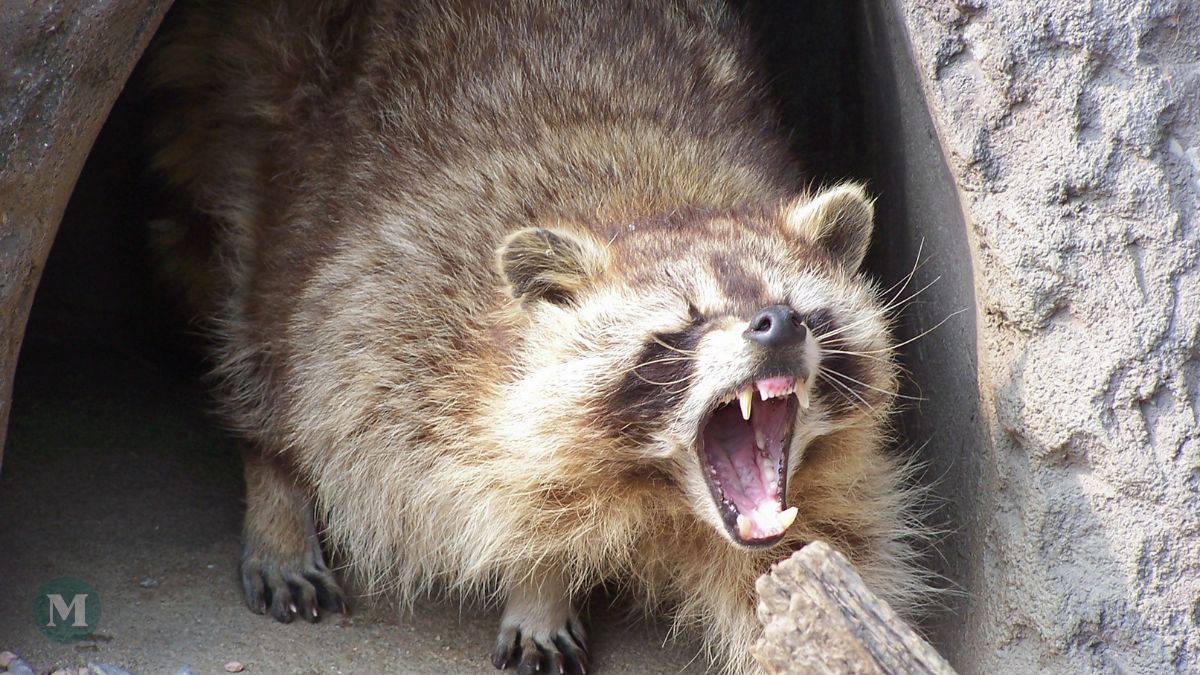 La rage du raton laveur transmis à un chat en Montérégie
